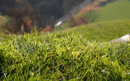 löcher-garten-rasen-übeltäter-identifizieren