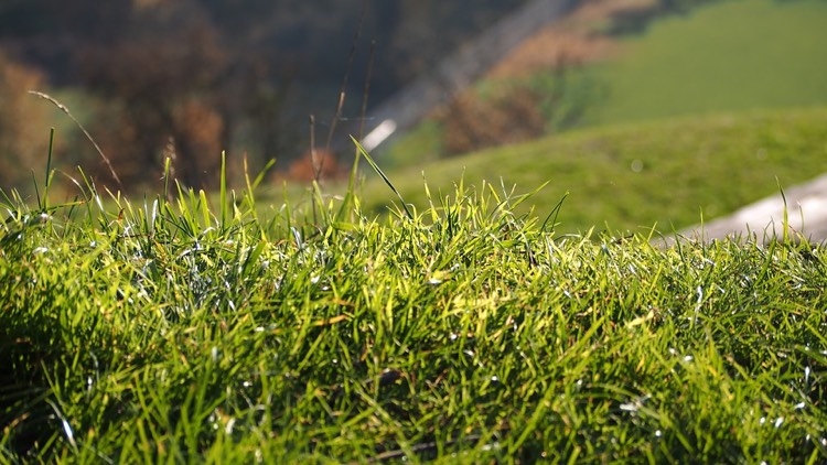 löcher-garten-rasen-übeltäter-identifizieren