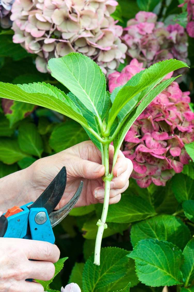 pflanzen-günstig-setzlinge-hortensien-vermehren