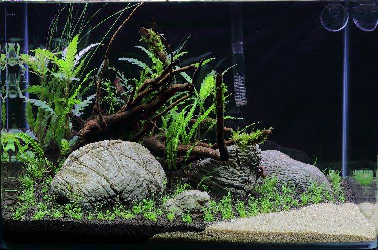 aquarium-einrichten-anleitung-stein-pflanzen