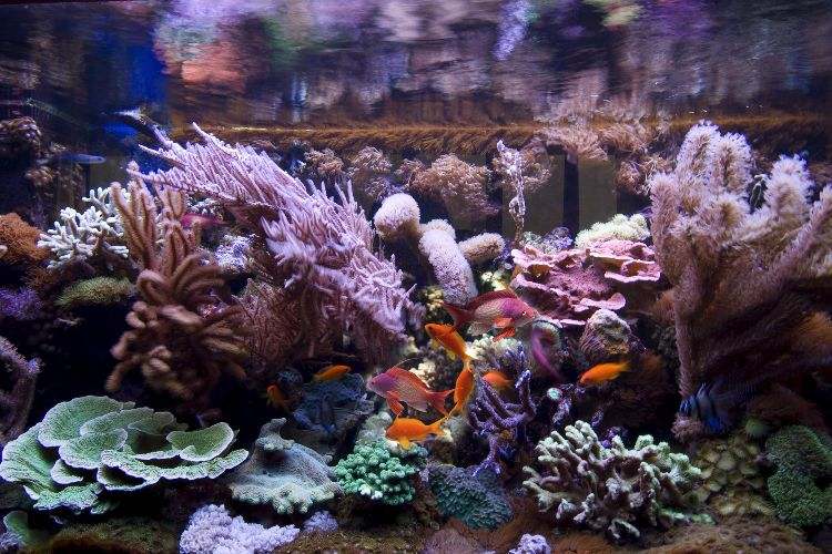 aquarium-einrichten-fische-einrichtungsbeispiel-korallen