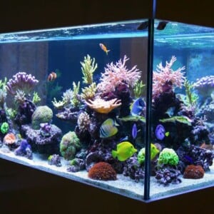 aquarium-einrichten-fische-ideen-einrichtungsbeispiele
