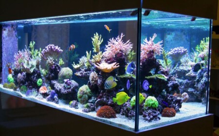 aquarium-einrichten-fische-ideen-einrichtungsbeispiele