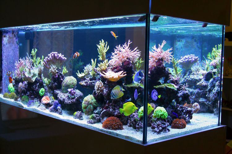 Aquarium einrichten fische-ideen-einrichtungsbeispiele