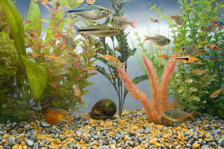 aquarium-einrichten-fische-wasserpflanzen-kies