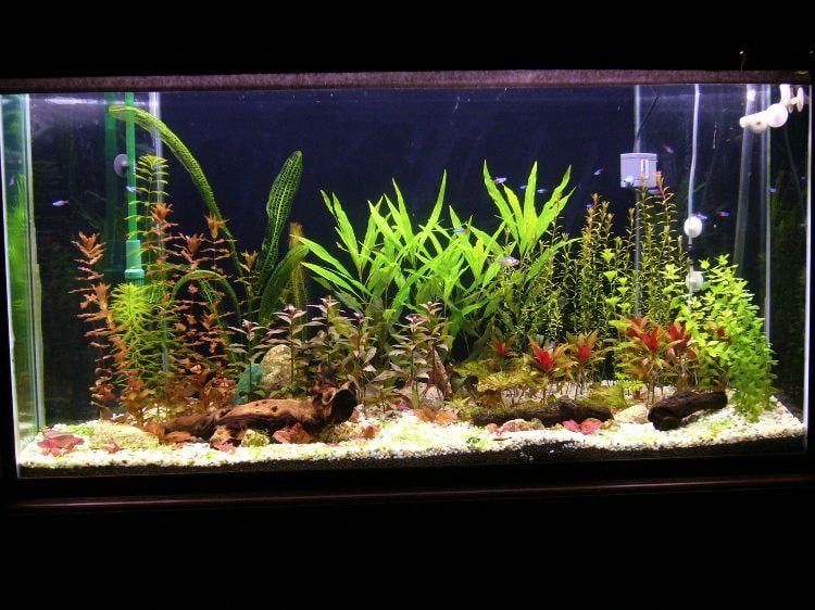 Aquarium einrichten gestaltung-wasserpflanzen-fische-beleuchtung