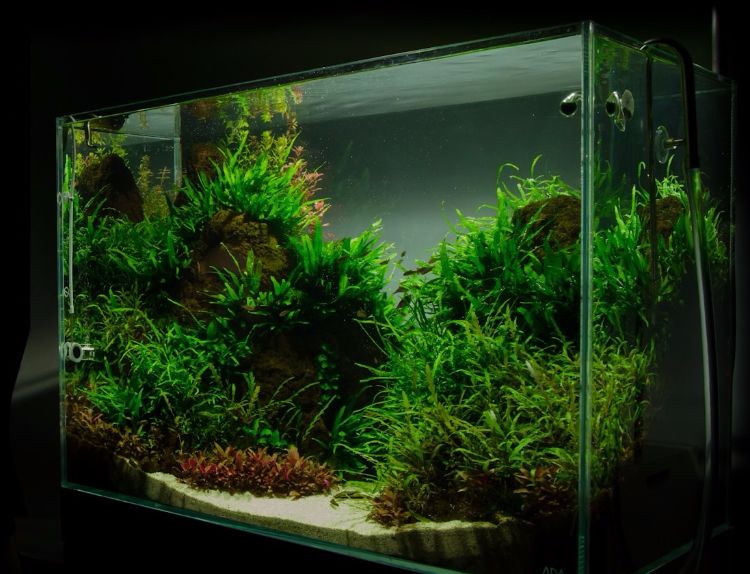 aquarium-einrichten-wildnis-pflanzen-grün