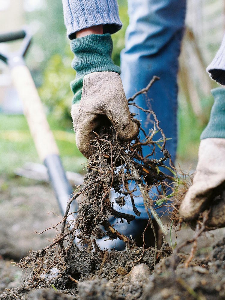 Gartenarbeit im Herbst