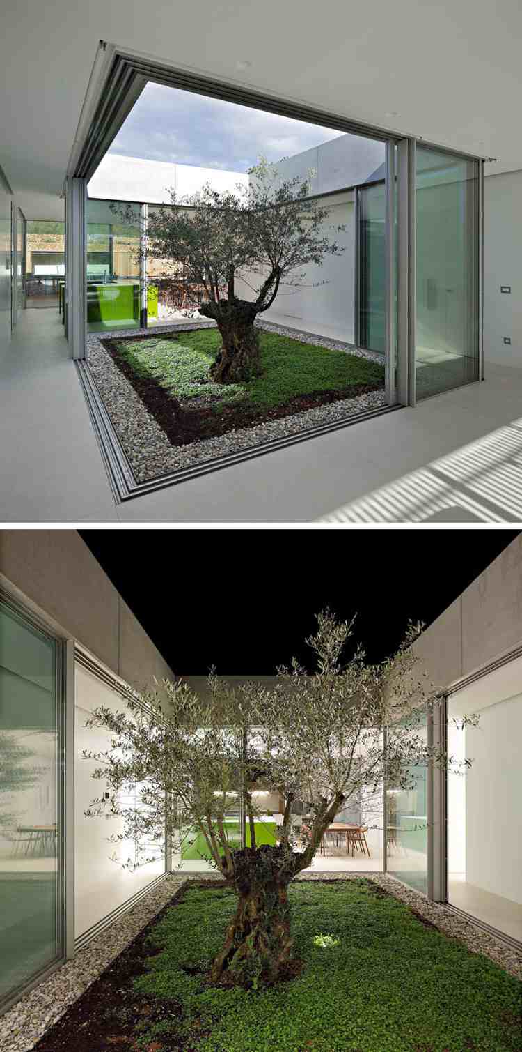 Olivenbaum im Garten -moderne-villa-raumhohe-fenster-terrassentüren
