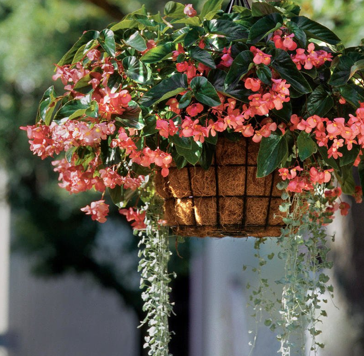 Blumenampel Drachenflügel-Begonie Silberregen Dichondra