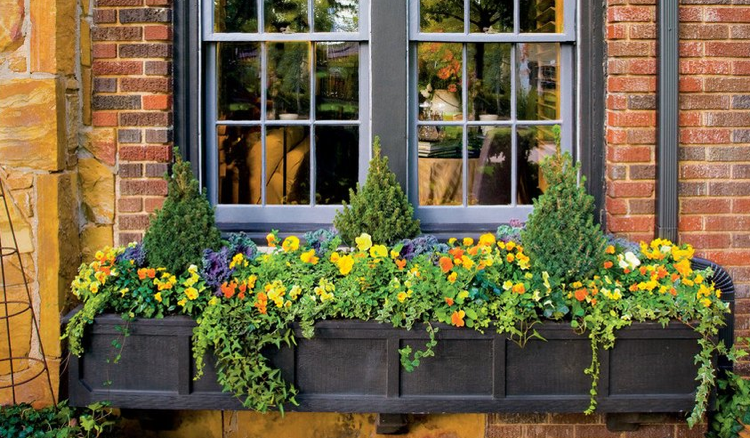 Blumenkasten Herbstbepflanzung Stiefmütterchen Grünkohl Efeu Alberta-Fichte