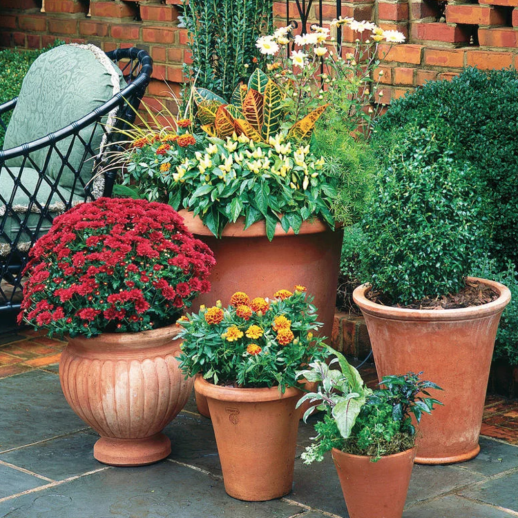 Chrysanthemen, Ringelblumen, Naschzipfel, Tegetes und Krotons Herbst Kübelpflanzen