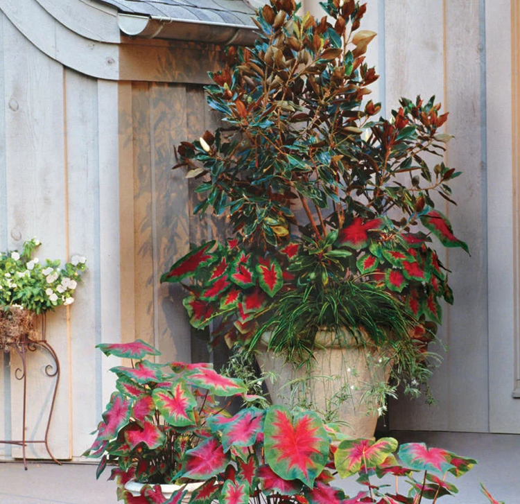 Grünlilien Zwerg Magnolia Kaladien Schatten Terrasse