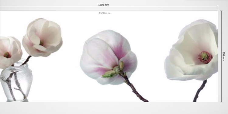 Küchenrückwand aus Glas weiß magnolie blume modern