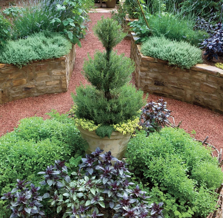 Rosmarinbaum Formschnitt Kübel Gartenbeet Kräuterpflanzen