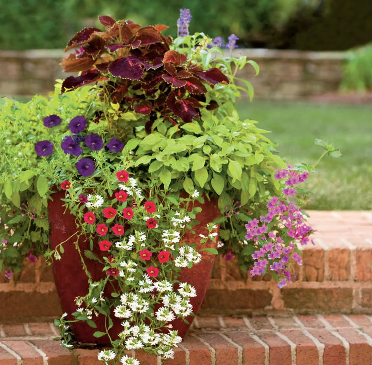 Große Blumenkübel Bepflanzen