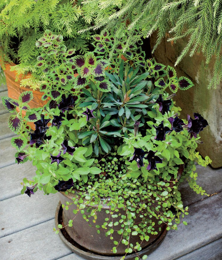 Wolfsmilch Gilbweiderich Weißfrüchtiger Drahtstrauch Petunie Schatten