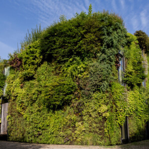 begrünte fassade naturgebunden wohnen modernes haus