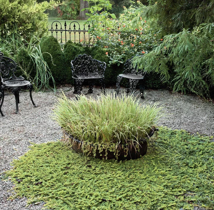 große Kübel Ziergräser Zwergkalmus Pfennigkraut Kies