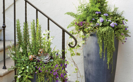 hohe Blumenkübel Fiberglas modern Erbsenpflanze Ageratum