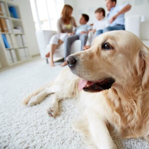 hunde allergiker haustier abgeben