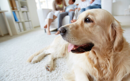 hunde allergiker haustier abgeben