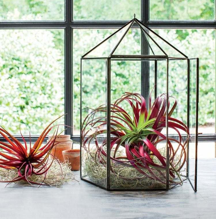 innen pflanzgefäße luftpflanzen tillandsia rot louisianamoos laterne glas terrarium
