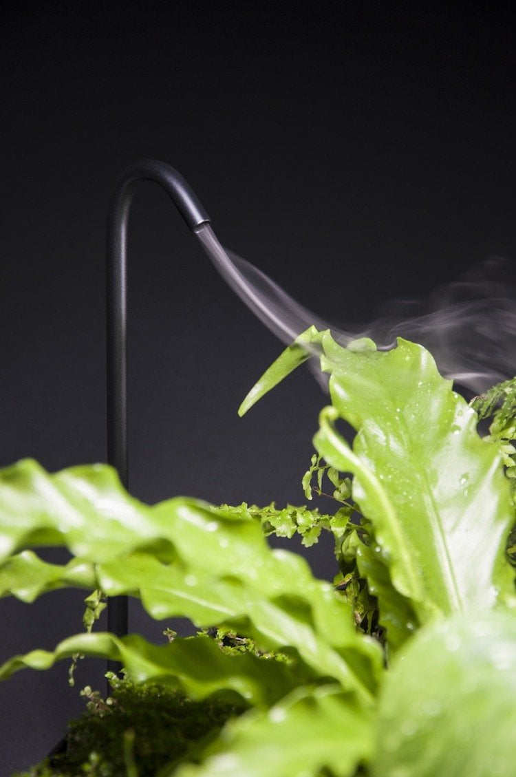 optimale zimmerpflanzen pflege bewässerung dampf design
