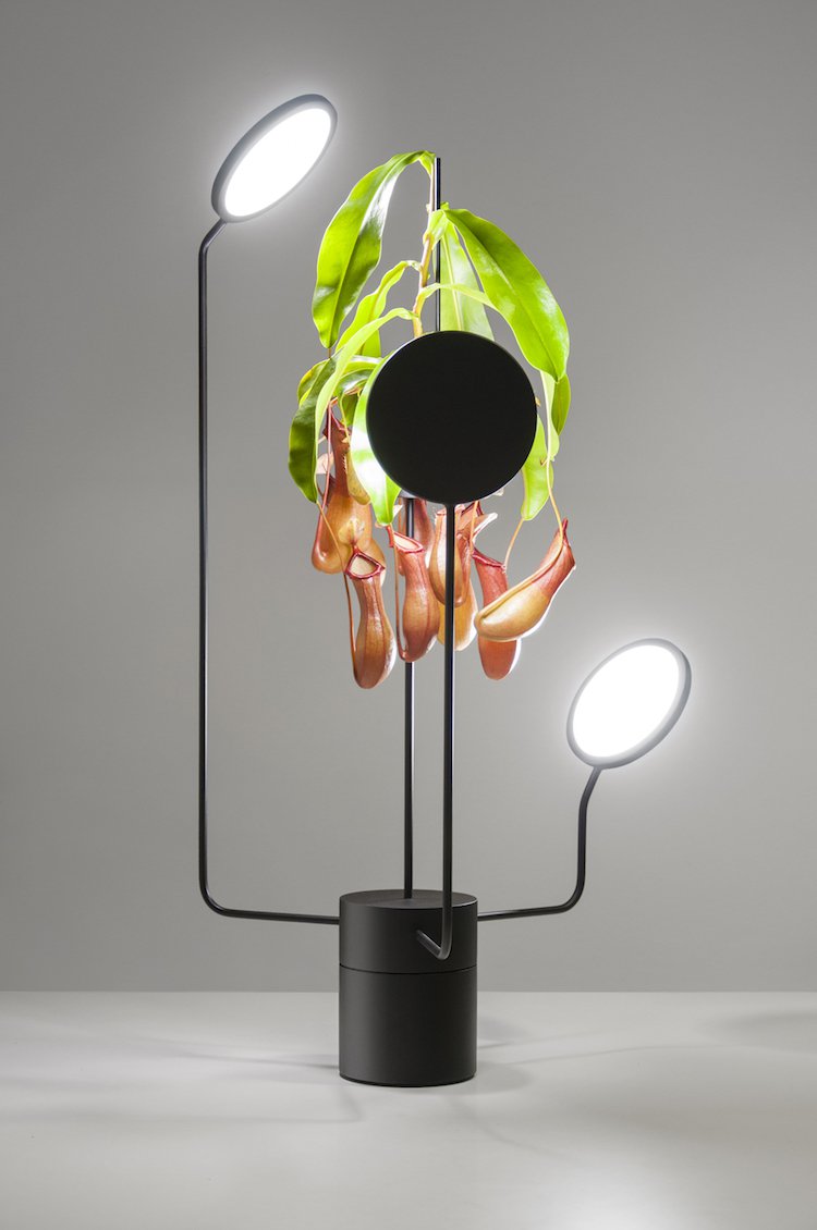 optimale zimmerpflanzen pflege led licht