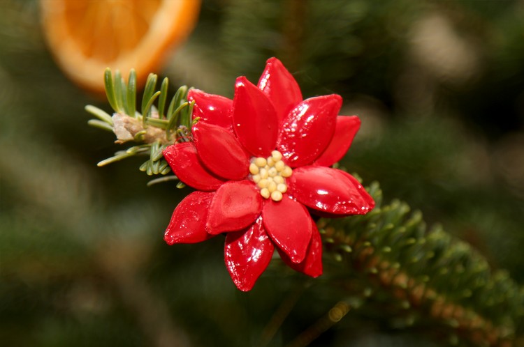 weihnachtsstern basteln mit kindern weihnachtsbaum deko naturmaterial kürbiskerne