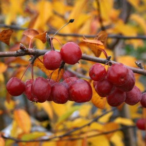 wildapfel rot farbe sauer süß herbst laub gelbe blätter