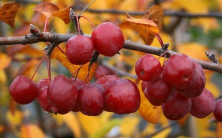 wildapfel rot farbe sauer süß herbst laub gelbe blätter