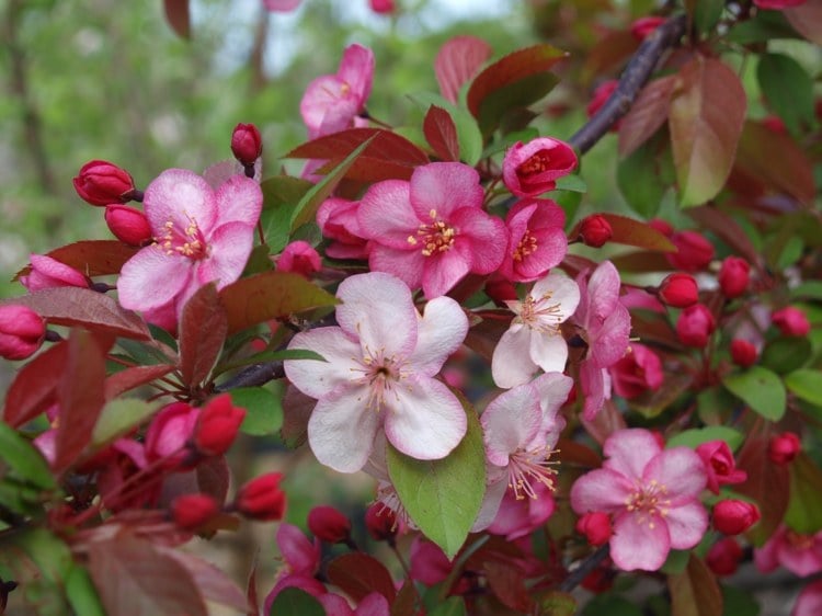 wilder apfel blüten frühjahr frühling rosa pink