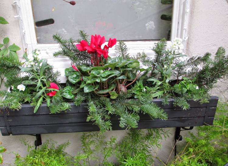 blumenkasten weihnachtlich dekorieren winterharte pflanzen bepflanzen
