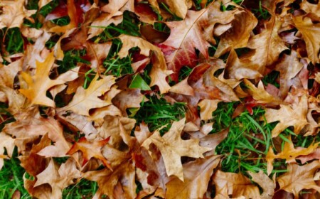 herbstlaub im garten tipps verwerten sammeln