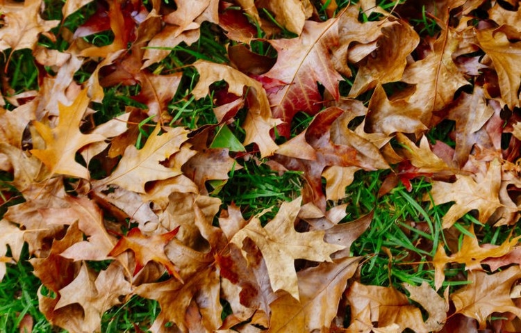 herbstlaub im garten tipps verwerten sammeln