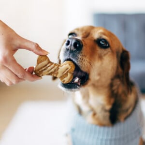 hundekekse selber backen leckerlies apfel