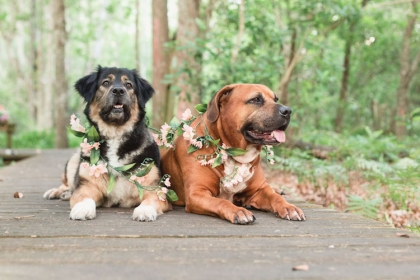 Zweithund Anschaffen Welche Hunde Passen Zusammen