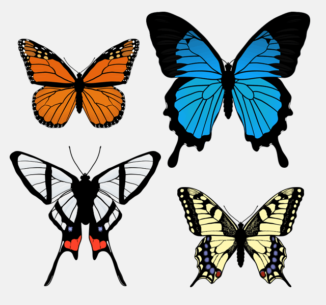 Schmetterling zeichnen Muster Schmetterlignsflügel