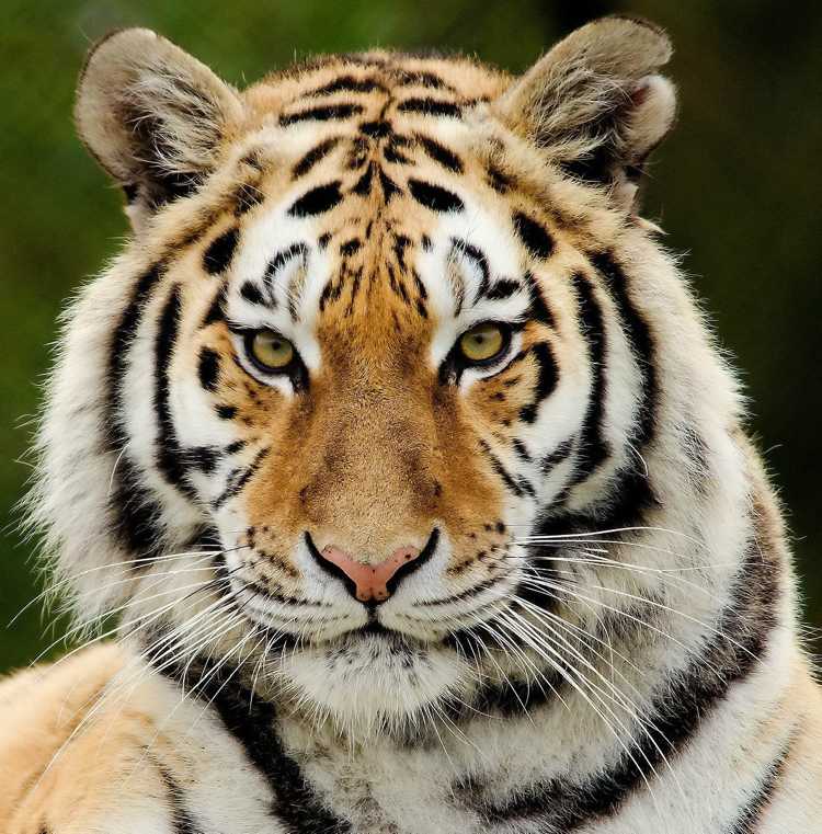 Tiger Gesicht Schönheit