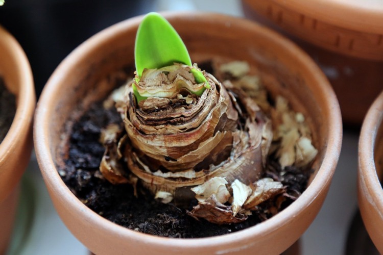 Amaryllis Belladonna Zwiebel schneiden einpflanzen