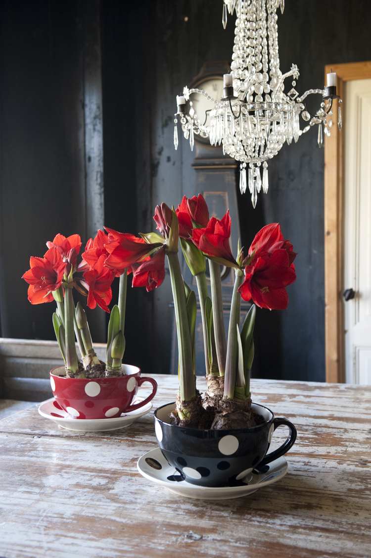 Amaryllis Blumen rot Vase Tassenform