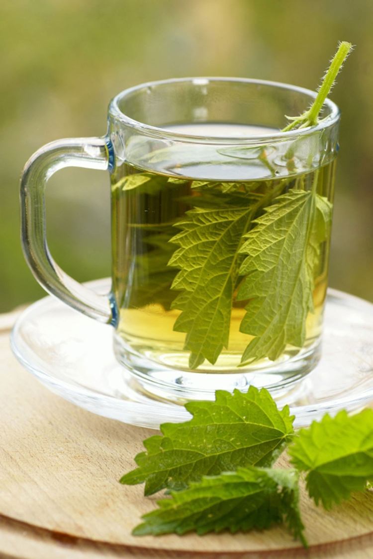 Brennnessel-Tee Antioxidantien gute Laune