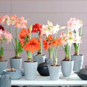 Gattung Amaryllis Pflege Blütezeit