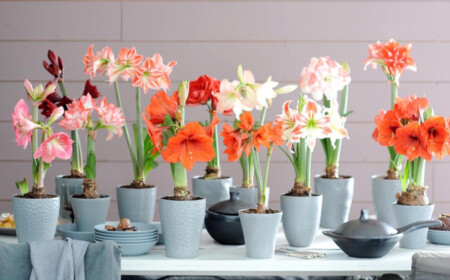 Gattung Amaryllis Pflege Blütezeit