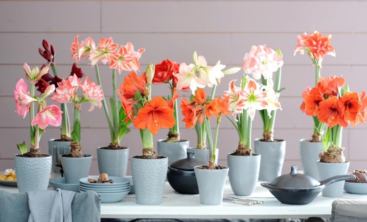 Gattung Amaryllis Pflege Blütezeit