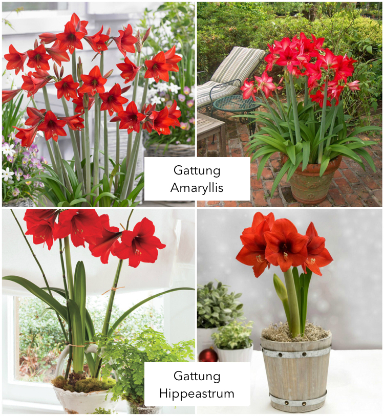 Gattung Amaryllis und Hippeastrum Ritterstern Unterschied Aussehen rot