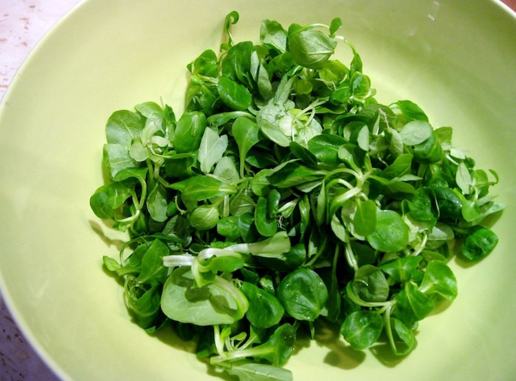 feldsalat rezept grüner salat gemischt spinat