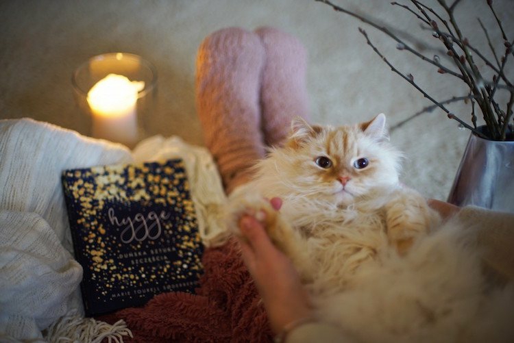 katze hygge buch kerzenschein komfort dännisch wohnen