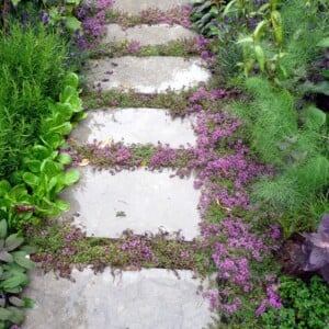 Bodendecker zwischen Fugen Trittplatten Gartenfußweg Sand Thymian